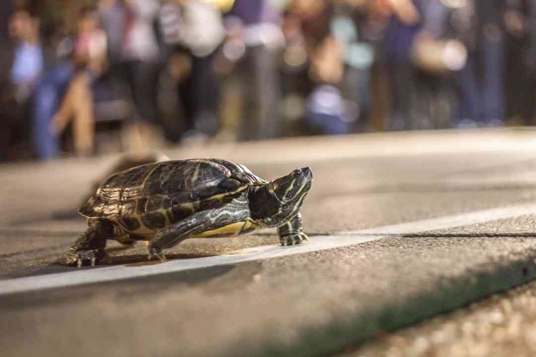 Turtle Raced The Turtle Race – The Ruse